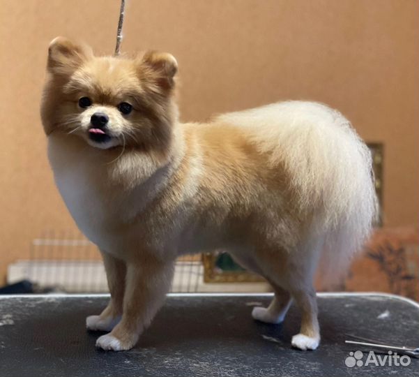 Померанский шпиц вязка