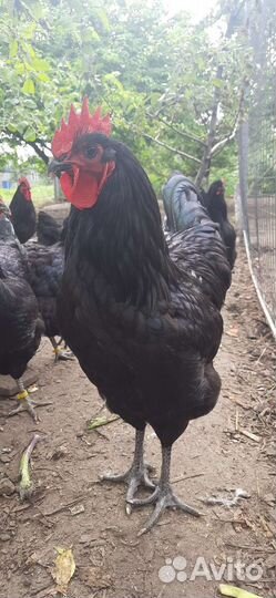 Породистые куры Джерсийский гигант