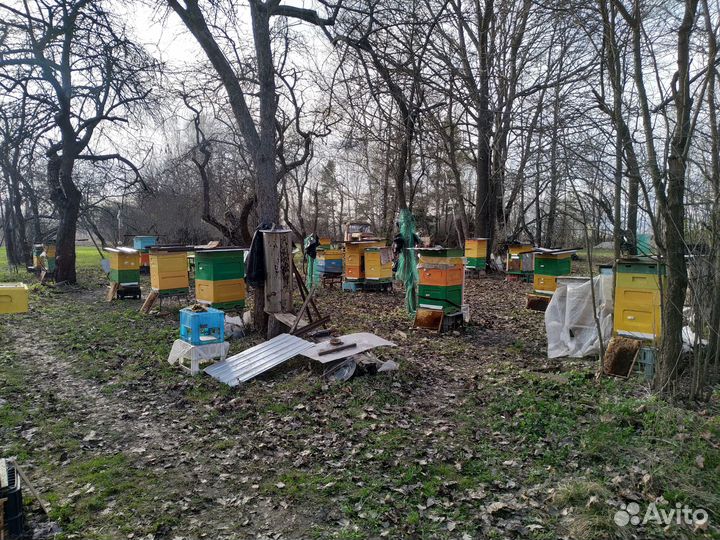 Продается пасека