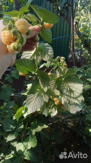 Саженцы малины 4 сортов