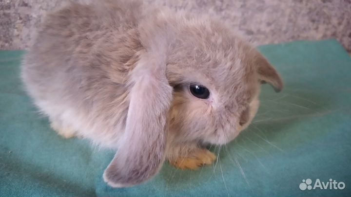 Карликовые мини вислоухие кролики