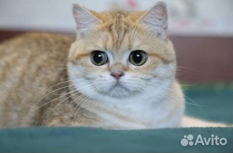 Британская