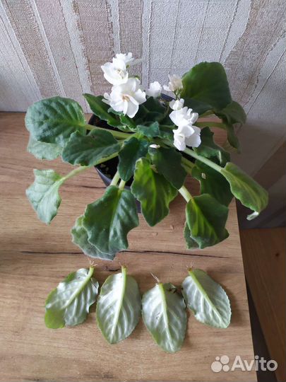 Лист белой фиалки (с корнями)