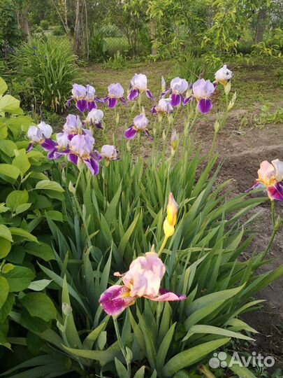 Ирисы