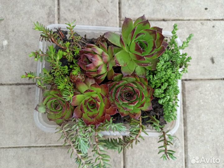 Набор почвопокровных суккулентов