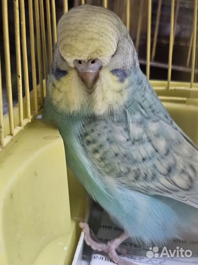 Выстовочные волнистые попугаи чехи.Ввп