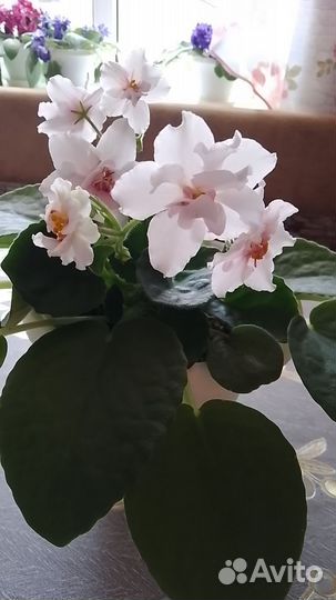 Взрослые фиалки