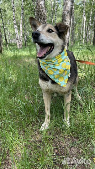 Ласковая собака Сэм ищет дом