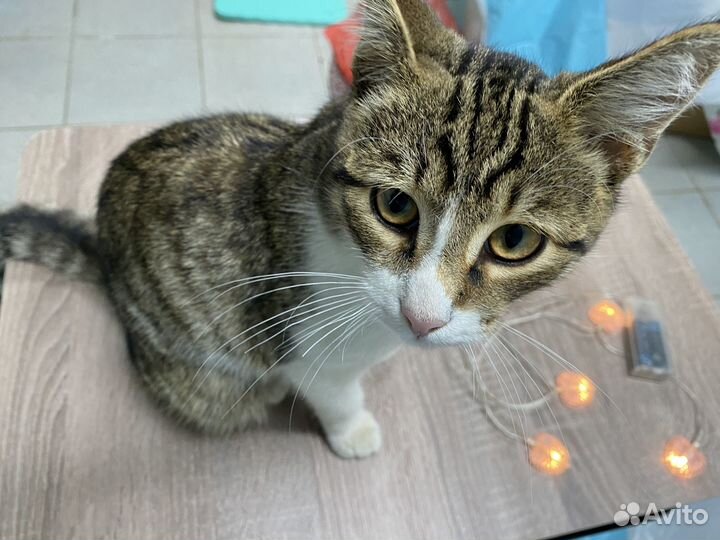 Котик в добрые руки