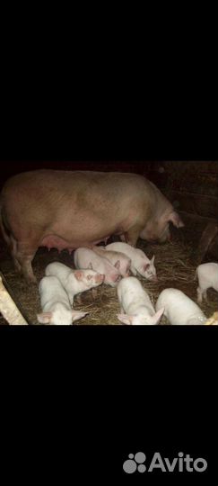 Белая русская