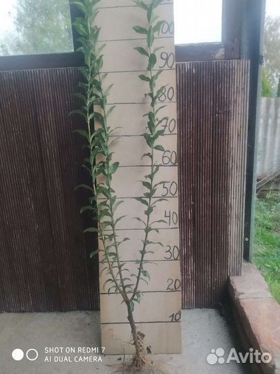 Бирючина на живую изгородь