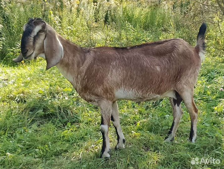 Коза нубийская