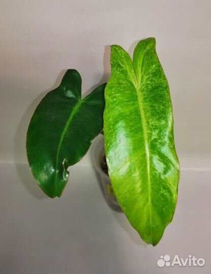Филодендроны сортовые