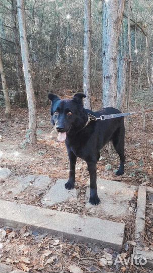 Собака в добрые руки