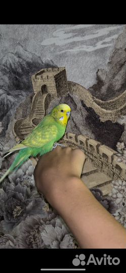 Волнистый попугай с клеткой