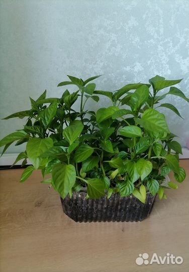 Рассада перца сладкого