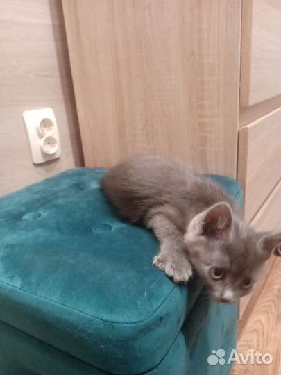 Котята в добрые ответственные руки