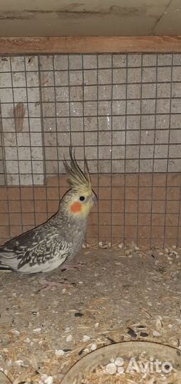 Продам попугая кореллу,годовалая самка