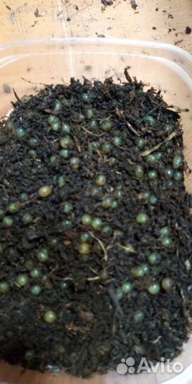 Черви для рыбалки (дендробена винета )