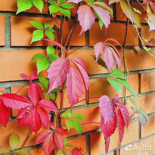 Саженцы девичий виноград