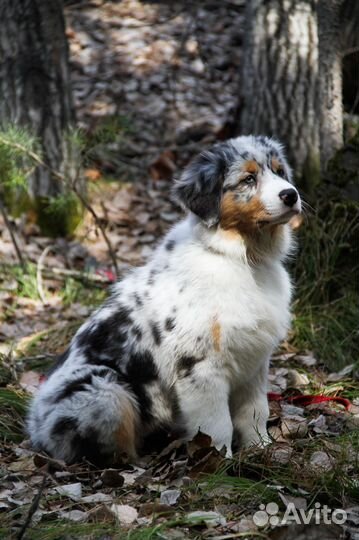 Щенки аусси