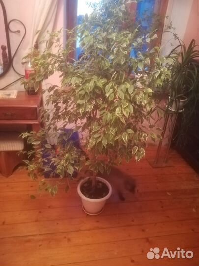 Фикус Бенджамина большой