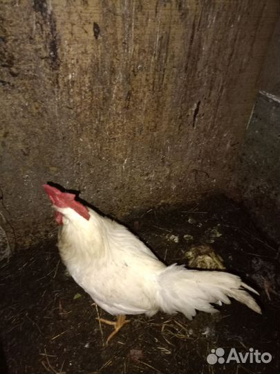 Молодые петухи