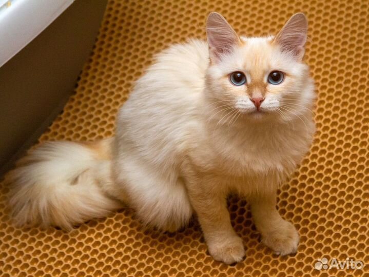 Синди - молодая пушистая кошка окраса ред пойнт