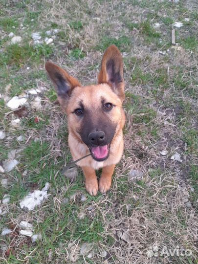 Собака двортерьер