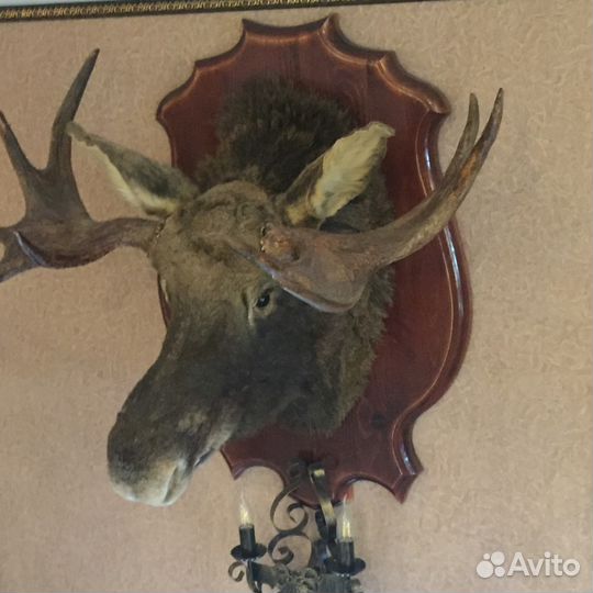 Голова Лося (чучело)