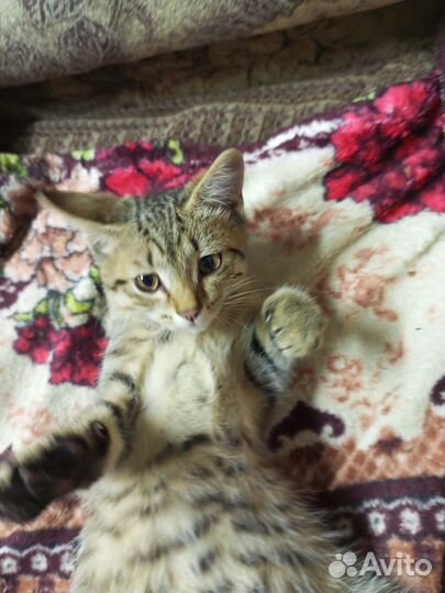 Отдам бесплатно