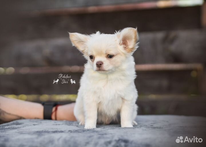 Чихуахуа парень