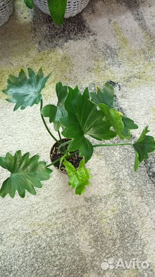 Комнатные цветы