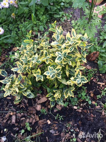 Растения для сада