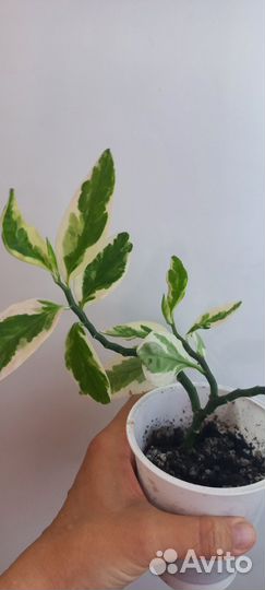 Педилантус