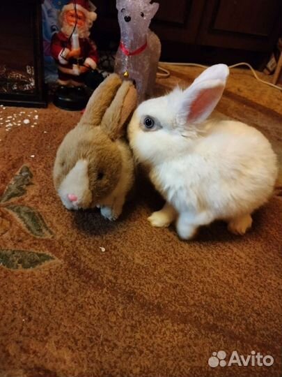 Декоративные карликовые кролики