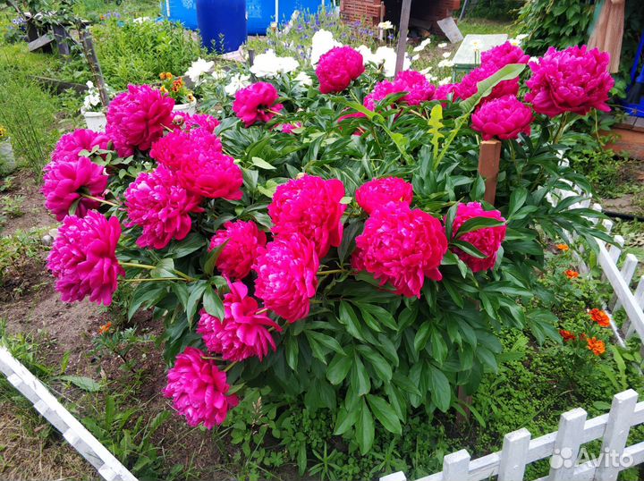 Пионы многолетние