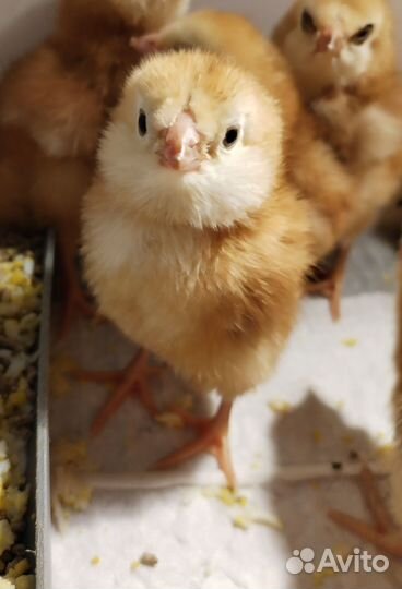 Цыплята Орловская ситцевая