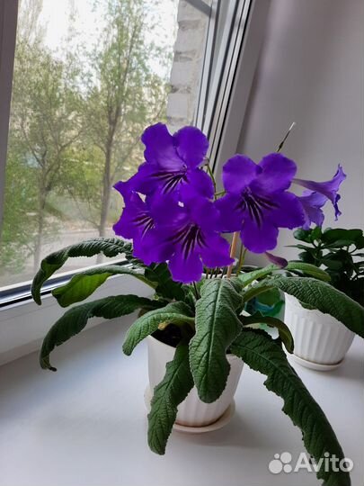 Стрептокарпусы