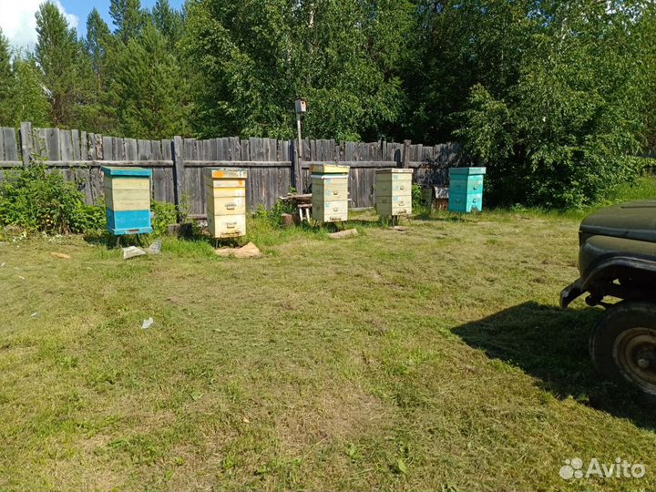 Продам пчел отводки