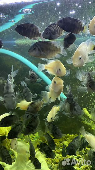 Рыбки цихлиды