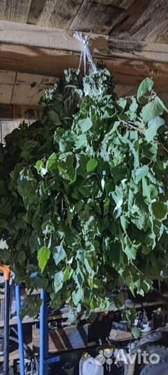 Березовые веники для бани