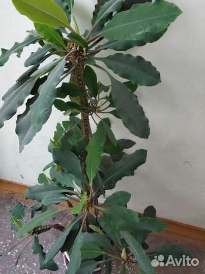 Сансевьерия