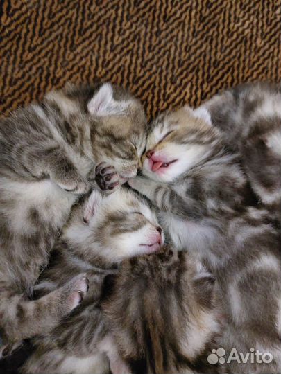 Шотландские котята