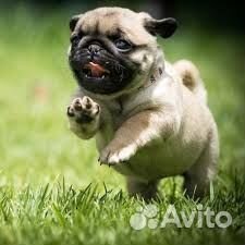 Щенки мопса черная девочка и беж мальчик