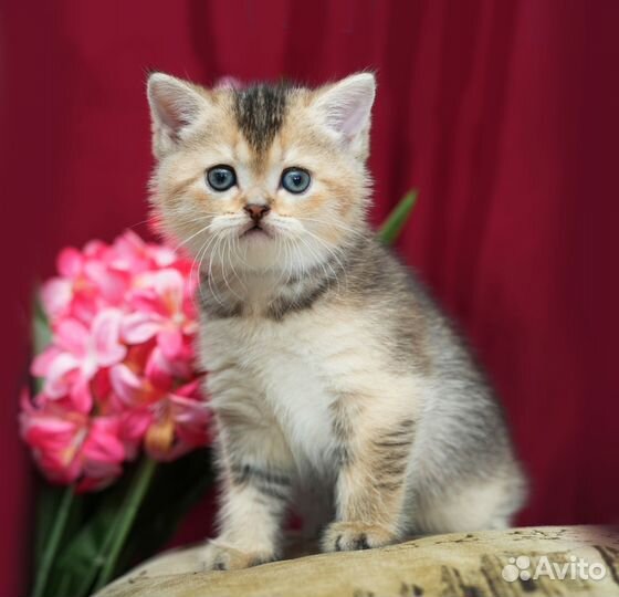 Котята шотландские