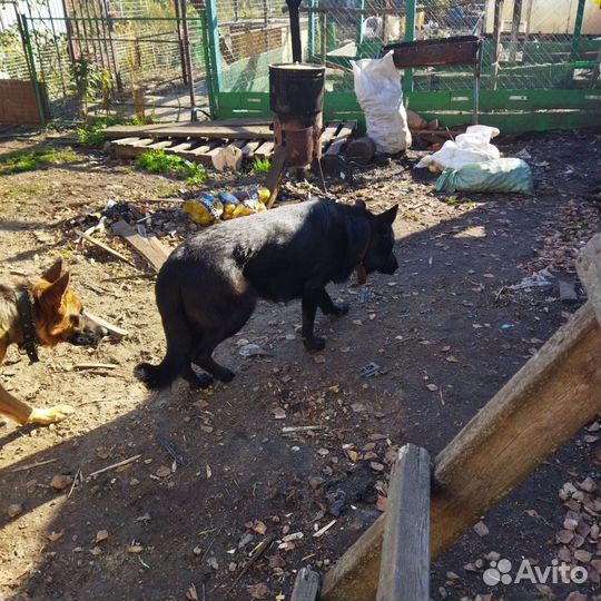 Щенки немецкой овчарки