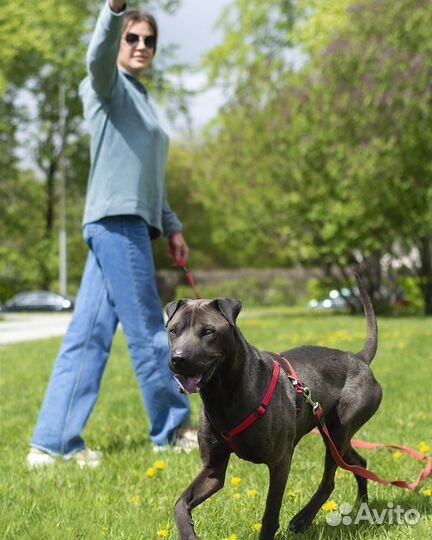 Метис шарпея ждет в приюте