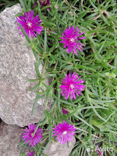 Делосперма