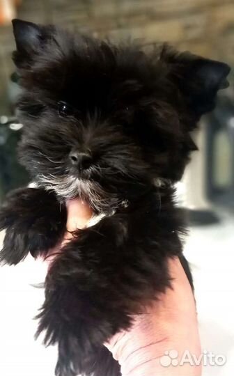 Йоркширский терьер